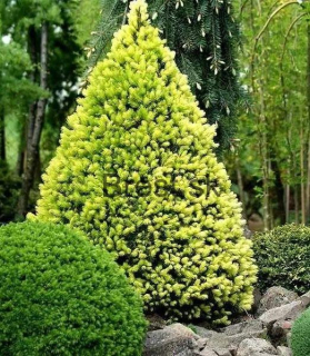 Picea glauca 'Daisy white'